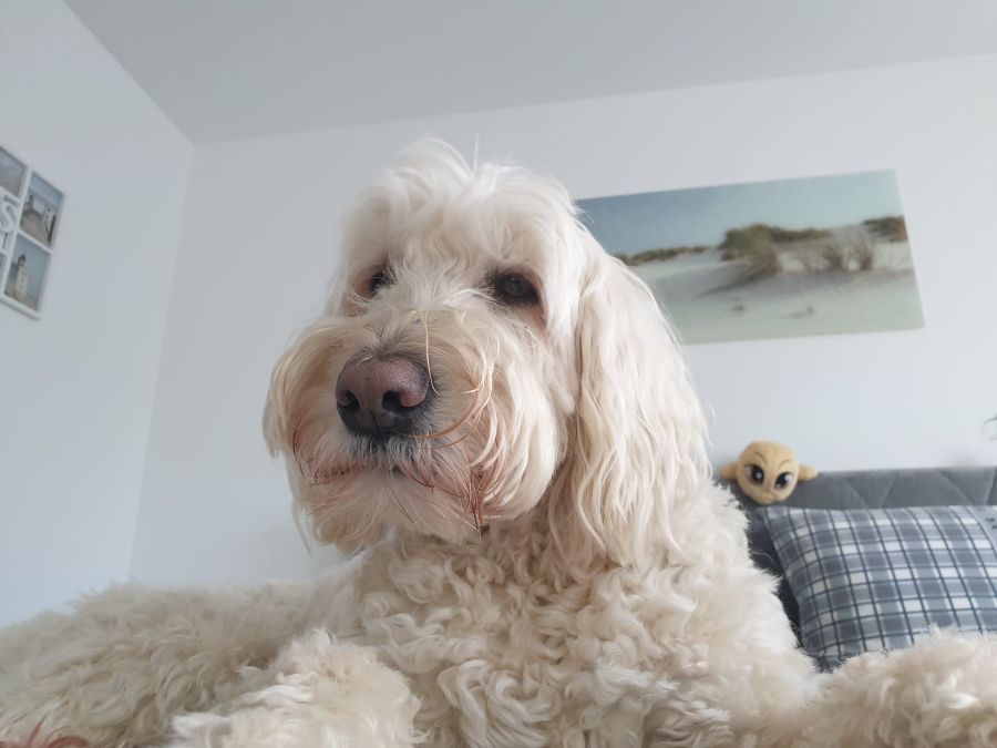 Bürohund Amy – Security und Kampfschmuser beim SV Büro Carstensen